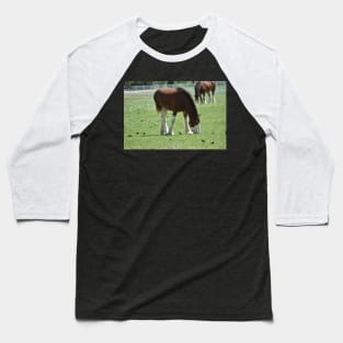 Clydesdale Baseball T-Shirt